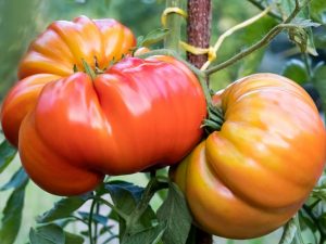 Características del tomate sombrero Monomakh
