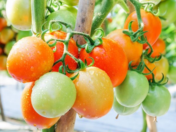 Rassen van Siberische tomatensoorten