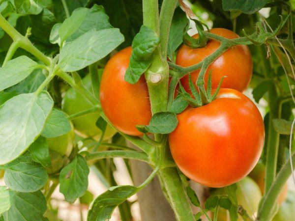 Verschillende soorten tomaten bieden hoge opbrengsten.