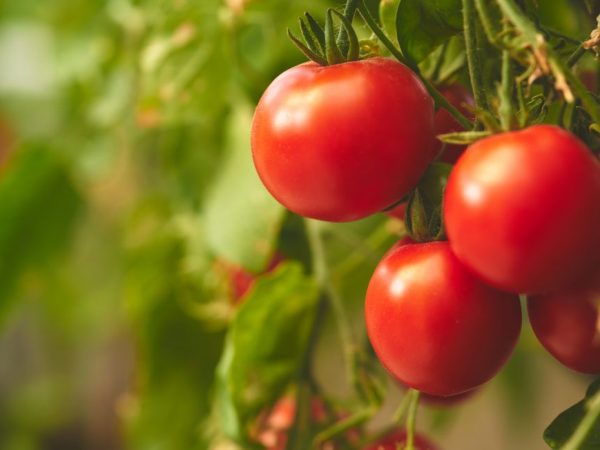 Beskrivning av den sibiriska tidigt mogna tomaten