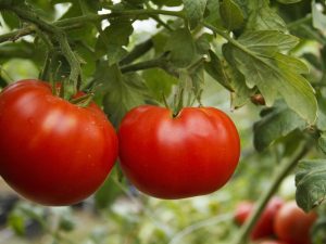 Beschrijving van tomaat Siberisch wonder