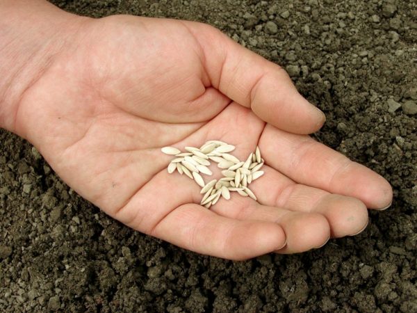 Reglas para remojar las semillas de pepino antes de plantar.