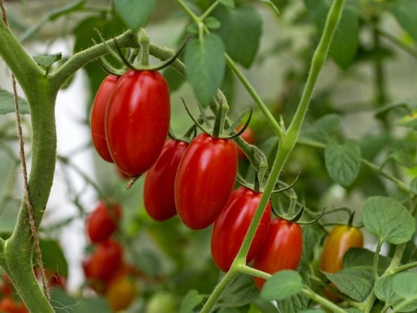 Kännetecken för Nastena-söta tomater