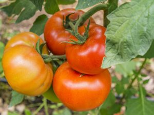 Beskrivning av tomat Gravity