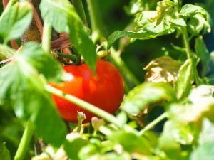 Características de los tomates camachuelo