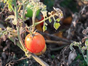 Si las hojas de las plántulas de tomate se secan