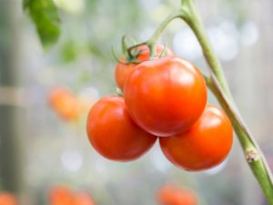 Kenmerken van het tomatenras Solerosso F1