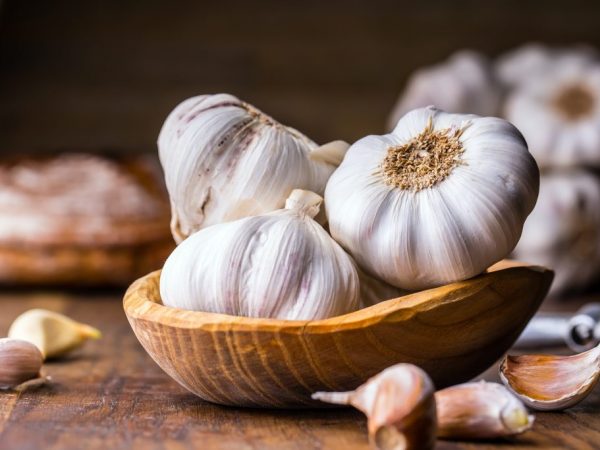 Popular varieties of garlic