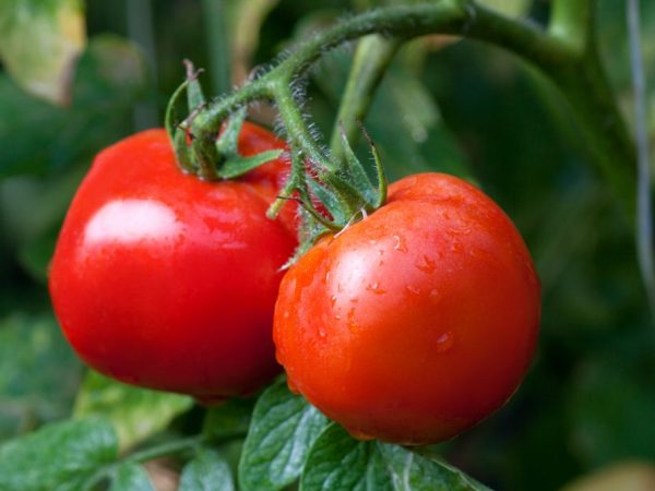 De bästa tomaterna för Moskva-regionen