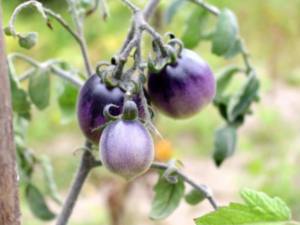 Los tomates de variedades moradas son resistentes al tizón tardío.