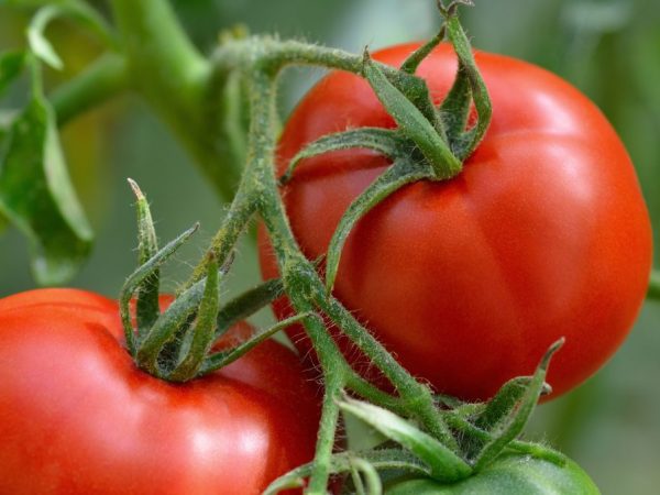 Variedades de tomate resistentes al tizón tardío