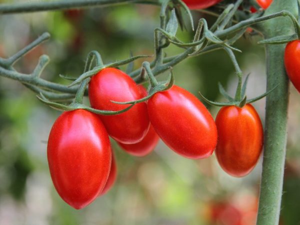 Välj inhemska tomatsorter