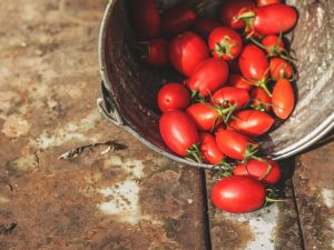 Beschrijving van Stolypin-tomaat