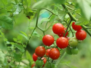 Egenskaper och beskrivning av Sweet Cherry tomat