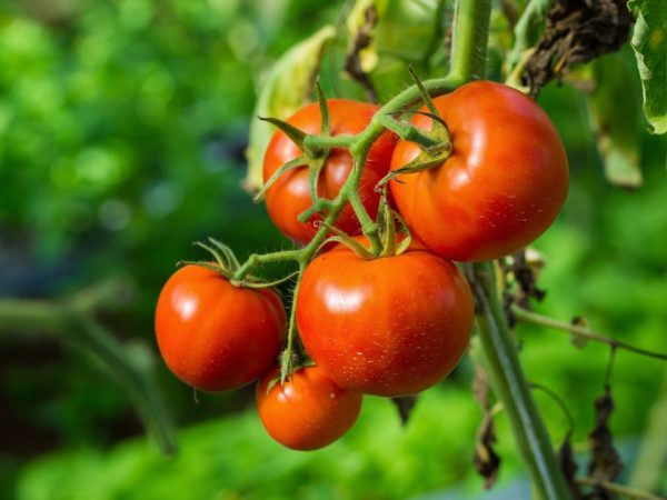 Características de la variedad de tomate Surprise