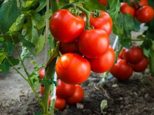 Descripción del tomate Tanya