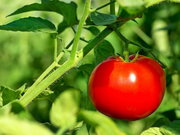 Kenmerken van Tarpan-tomaten