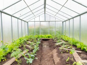 Växthus i polykarbonat för gurkor