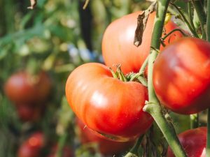 Egenskaper för Titan-tomater