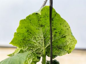 Fighting aphids at home