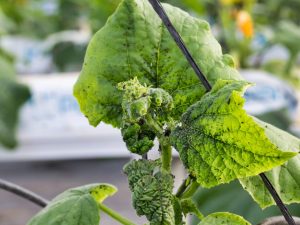 Slåss för bladlus på gurkor i ett växthus