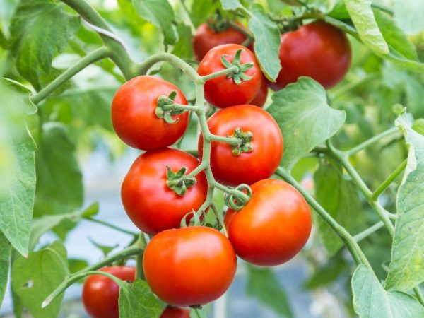 Características del tomate Tolstoi