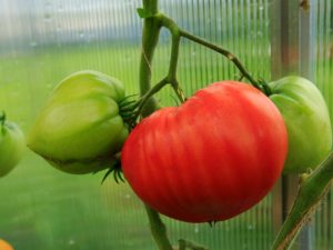 Kenmerken van een tomatenras Tolstye Chechki