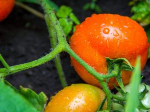 Kenmerken van een tomatenras Fat Jack