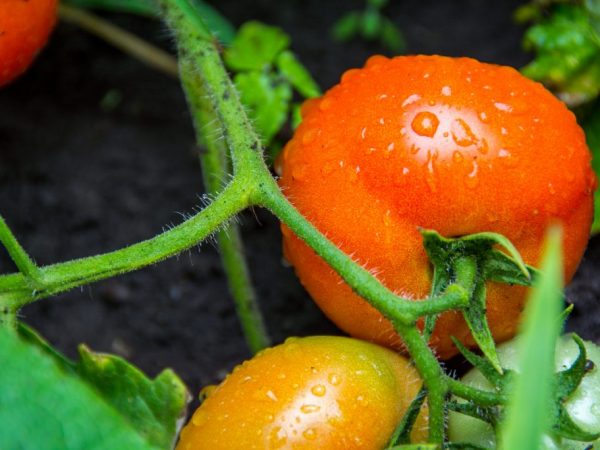 Vlastnosti odrůdy rajčat Fat Jack