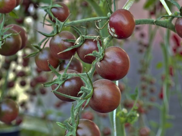 Kännetecken för Black Prince-tomater