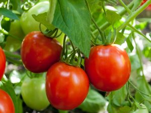 Beschrijving van Torbay-tomaat