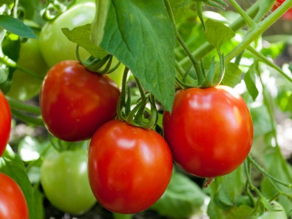 Beskrivning av tomat Torbay