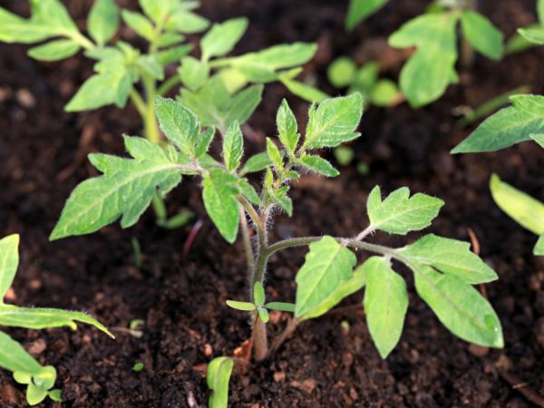 Συνιστάται να καλλιεργείτε φυτά σε εξωτερικούς χώρους