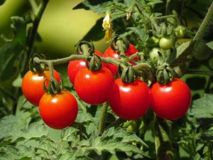 Tryffel röd tomat