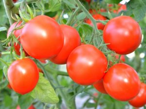 Fertilizantes útiles para tomates en campo abierto.