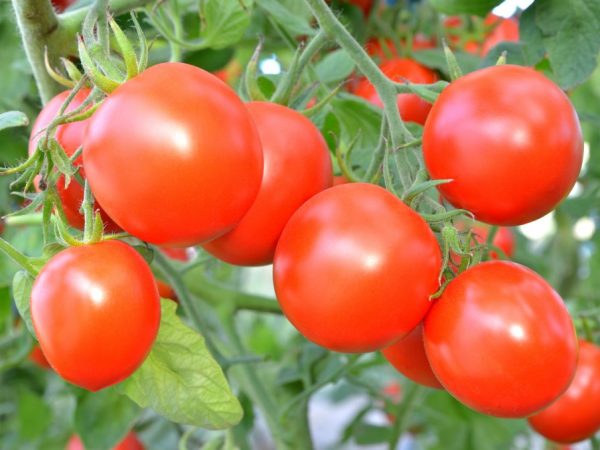 Handige meststoffen voor tomaten in het open veld