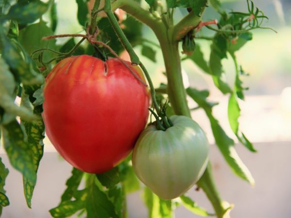Descripción y características de los tomates de la variedad grandee.