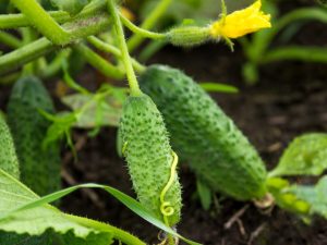 Beschrijving van de variëteit aan komkommers Echte vrienden