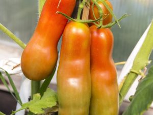 Descripción de tomate Gnomo alegre