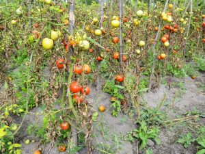 Tabaksmozaïekvirus op tomaten