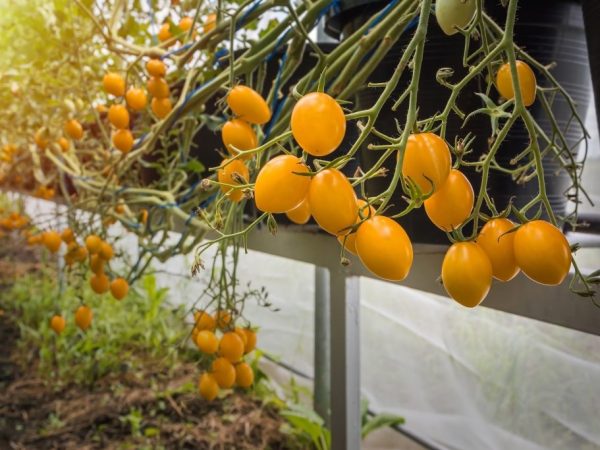 Popis odrůdy rajčat Cherry Yellow