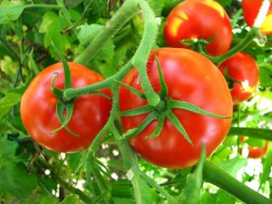 Descripción de tomates Volgogrado maduración temprana 323