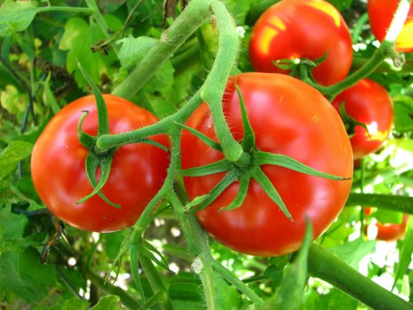 Descripción de los tomates de maduración temprana Volgogrado 323