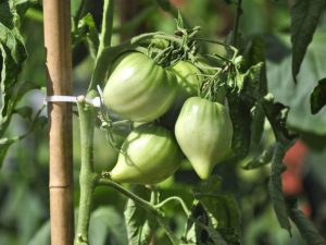 Beskrivning och egenskaper hos tomater av sorten Volovye Heart