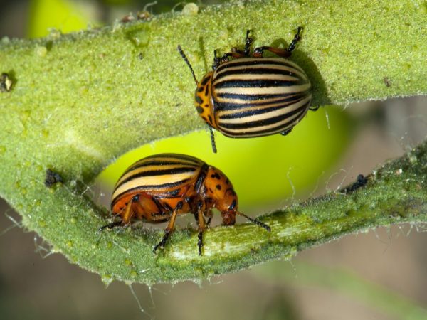 Las larvas del escarabajo de la patata de Colorado dañan las plantas