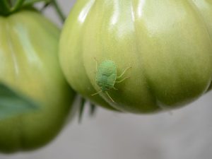 Control de plagas de plántulas de tomate