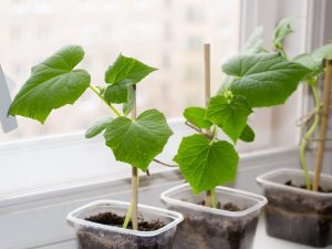 Winter cultivation of cucumbers on the windowsill