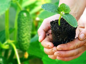Correct cultivation of cucumber seedlings