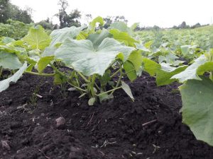 Regler för odling av gurkor i det öppna fältet