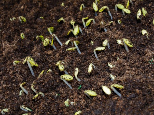 Po všech mrazech je nutné zasít semena do otevřeného terénu.